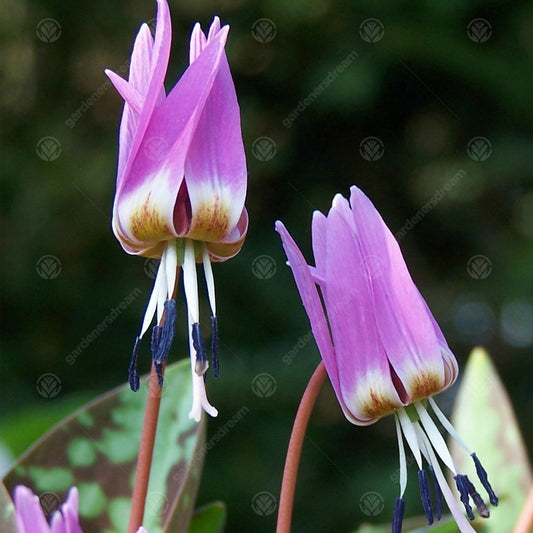 Erythronium dens-canis