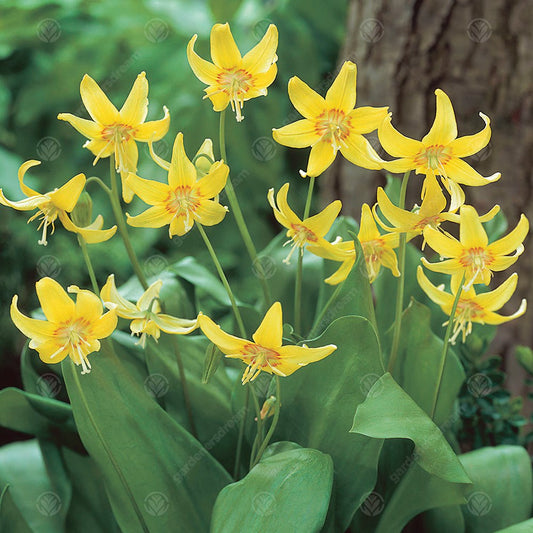 Erythronium 'Kondo'