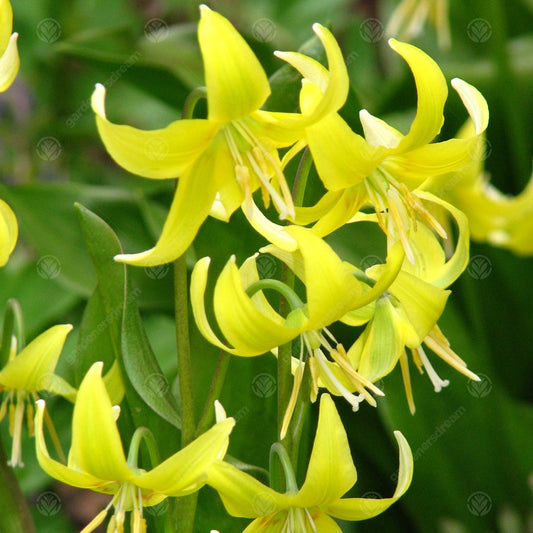 Erythronium 'Pagoda'