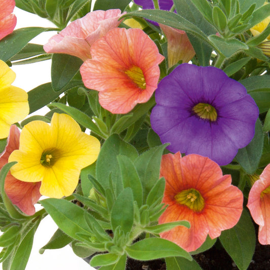 Trio Early Jelly Basket Plants