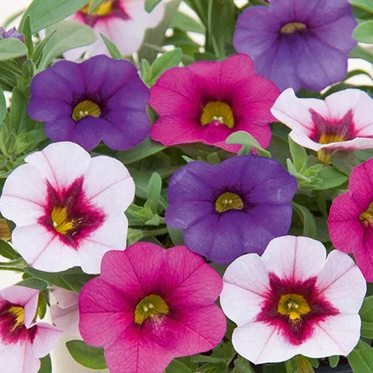 Trio Early Pastel Basket Plants