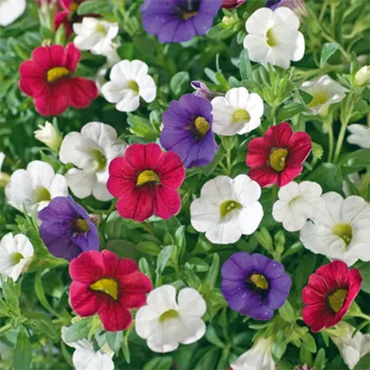 Trio Early Tricolore Basket Plants