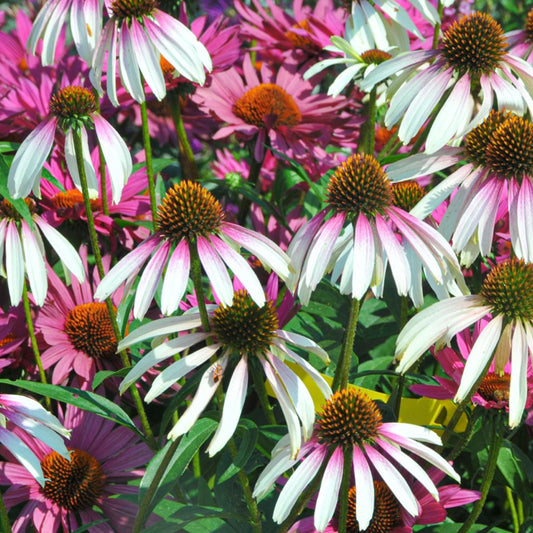 Echinacea 'Pretty Parasols'