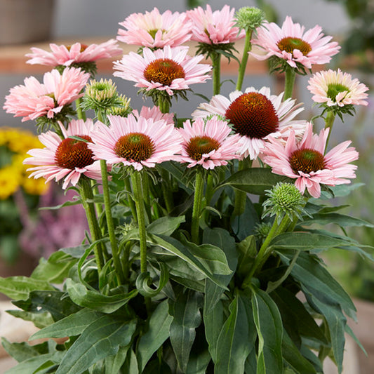 Echinacea 'SunSeekers Salmon'