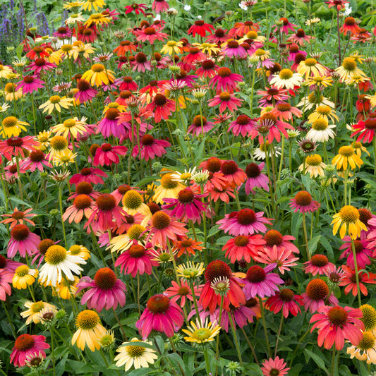 Echinacea 'Cheyenne Spirit'