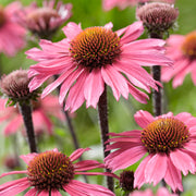 Echinacea 'SunSeekers Pink'