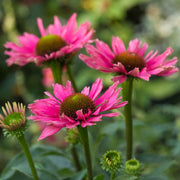 Echinacea 'SunSeekers Purple'