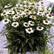 Echinacea 'SunSeekers White'