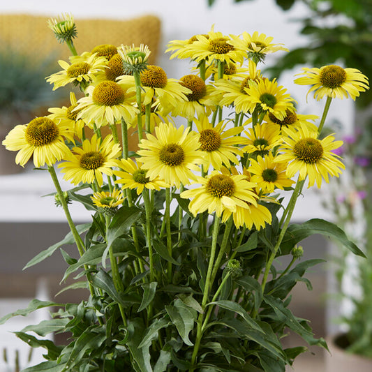 Echinacea 'SunSeekers Yellow'