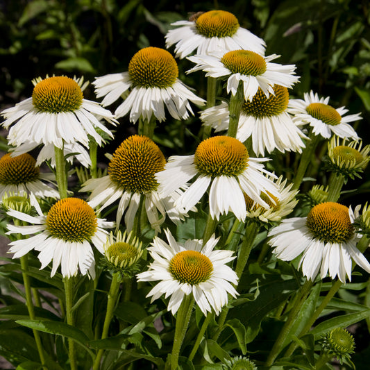 Echinacea 'White Meditation'