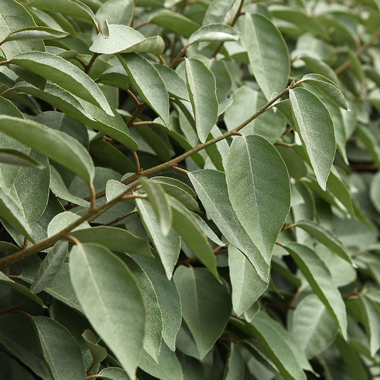 Elaeagnus 'Compacta'