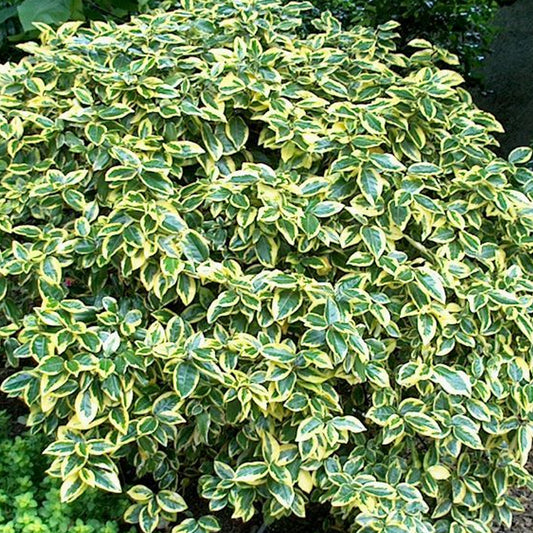 Elaeagnus 'Gilt Edge'