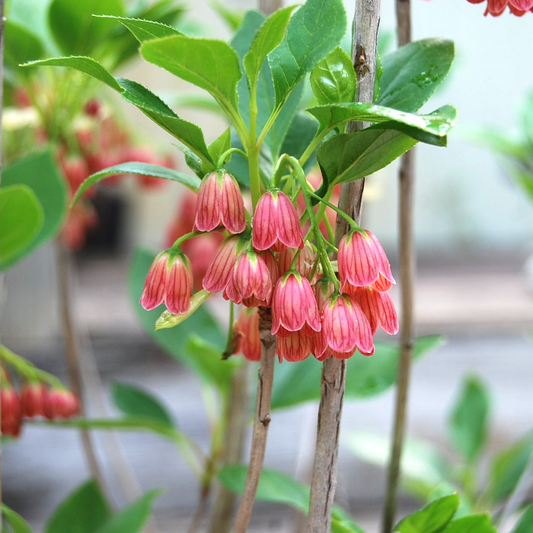 Enkianthus 'Red Bells'