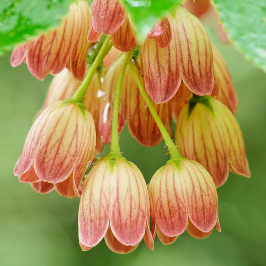 Enkianthus 'Pagoda'