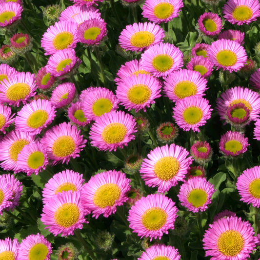 Erigeron 'Sea Breeze'