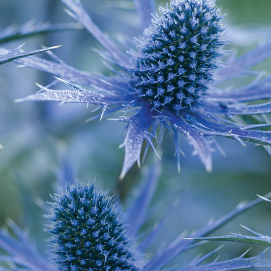 Eryngium 'Big Blue'