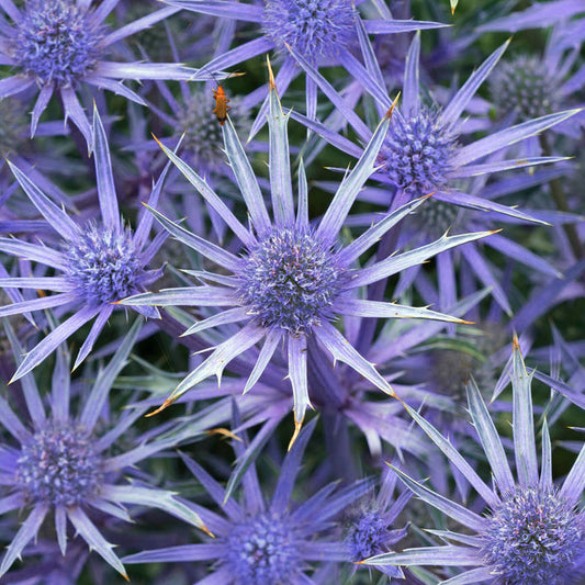 Eryngium 'Magical Blue Autumns'