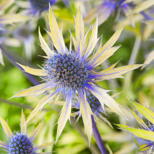 Eryngium 'Neptune's Gold'