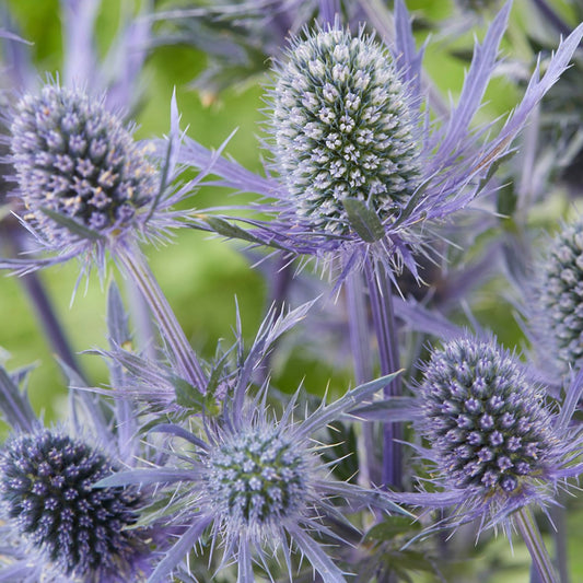 Eryngium 'Magical Blue Lagoon'