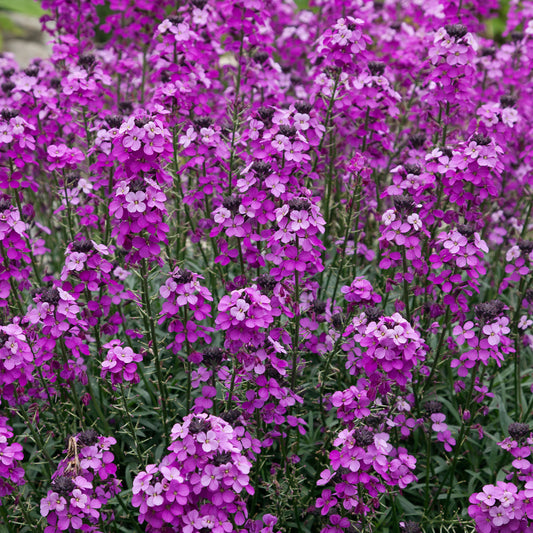 Erysimum 'Bowles's Mauve'