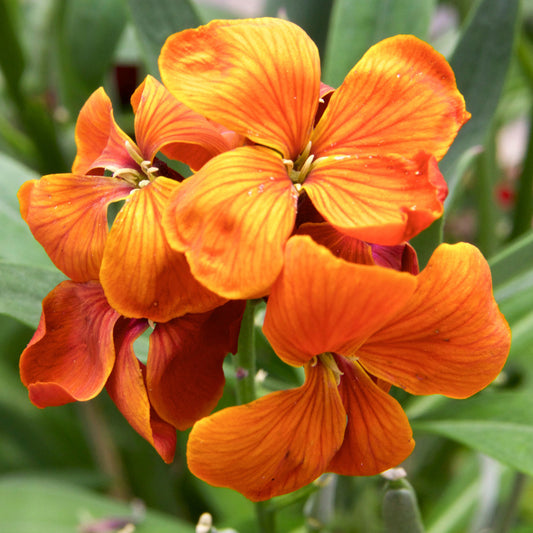 Erysimum 'Spring Breeze Cooper'