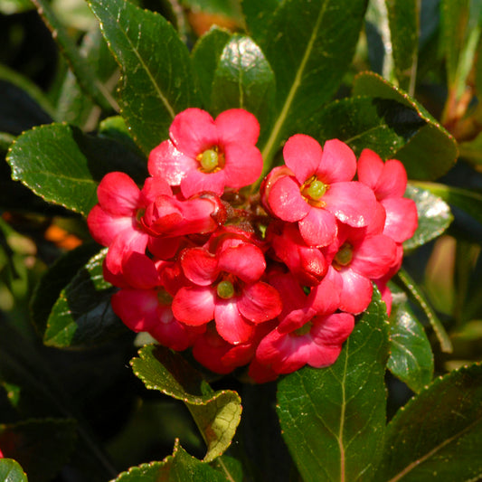 Escallonia 'Crimson Spire'