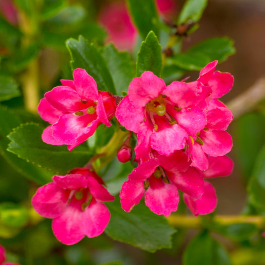 Escallonia 'Donard Radiance'