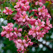 Escallonia 'Donard Seedling'