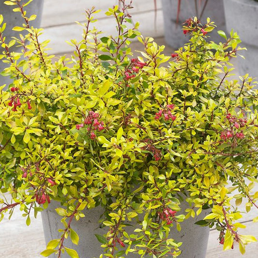 Escallonia 'Golden Carpet'