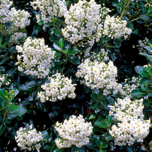 Escallonia 'Iveyi'