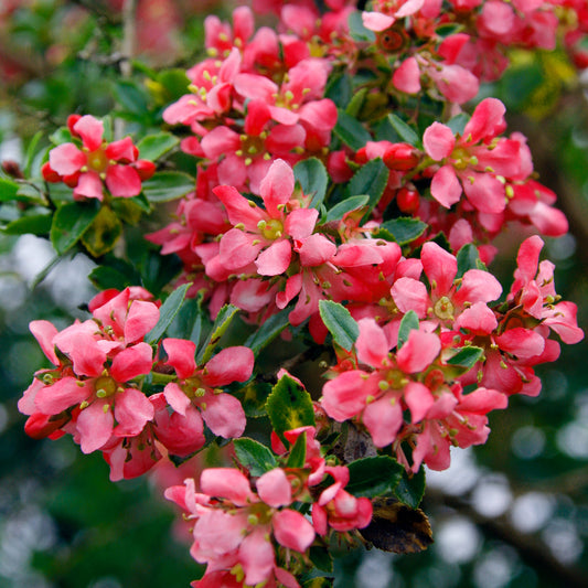 Escallonia 'Red Knight'