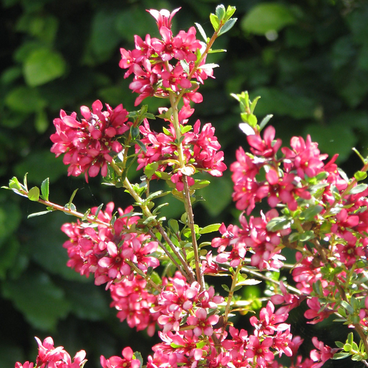 Escallonia 'Red Elf'