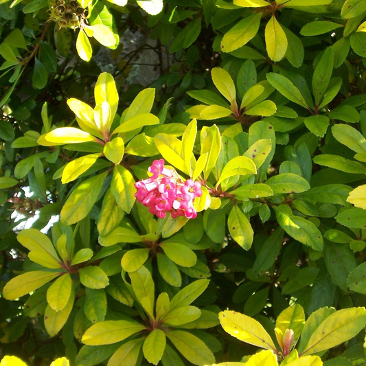 Escallonia 'Gold Ellen'