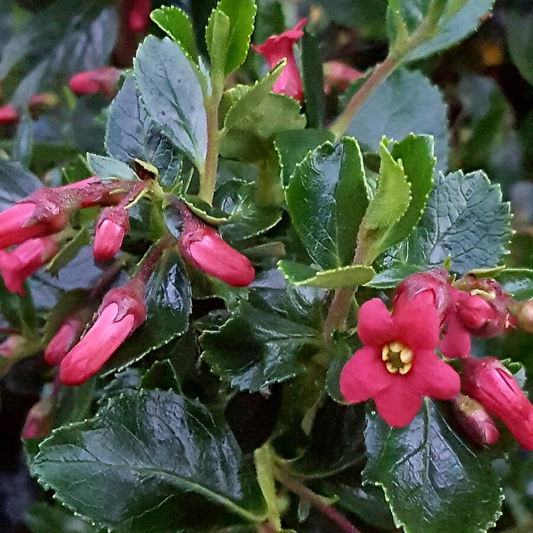 Escallonia rubra var. macrantha