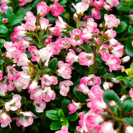 Escallonia 'Peach Blossom'