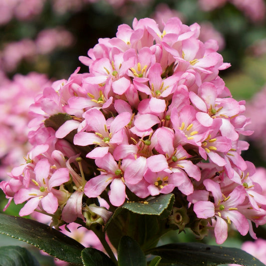 Escallonia 'Pink Elle'