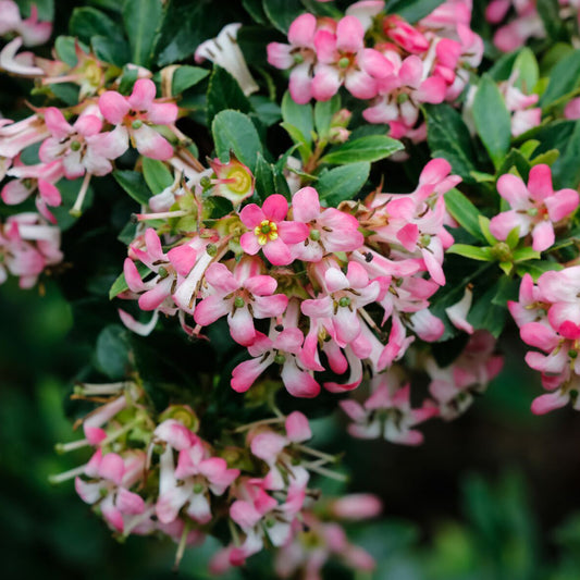 Escallonia 'Showstopper'