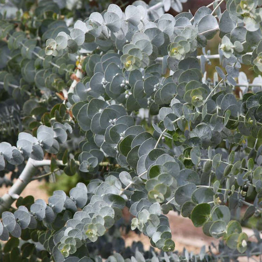 Eucalyptus 'France Bleu'