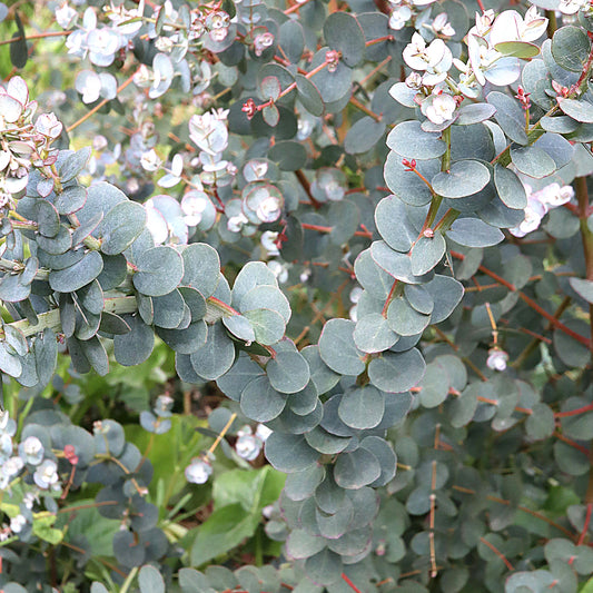 Eucalyptus 'Azura'