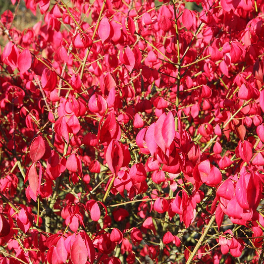 Euonymus alatus