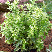 Euonymus 'Harlequin'