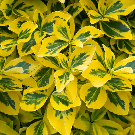 Euonymus 'Emerald Gold'