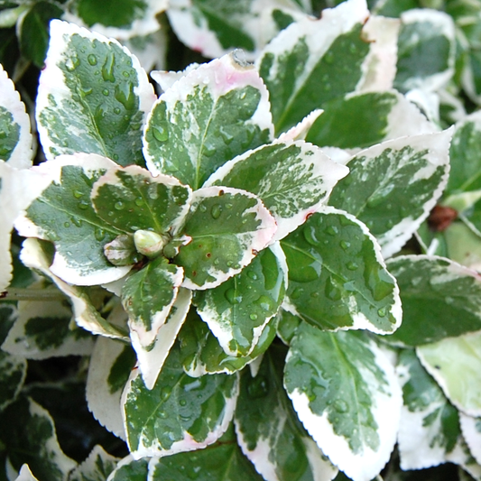 Euonymus 'Emerald Gaiety'