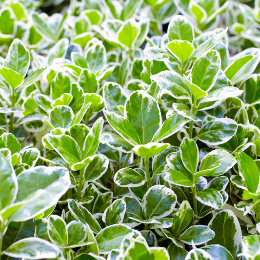 Euonymus 'Kathy'