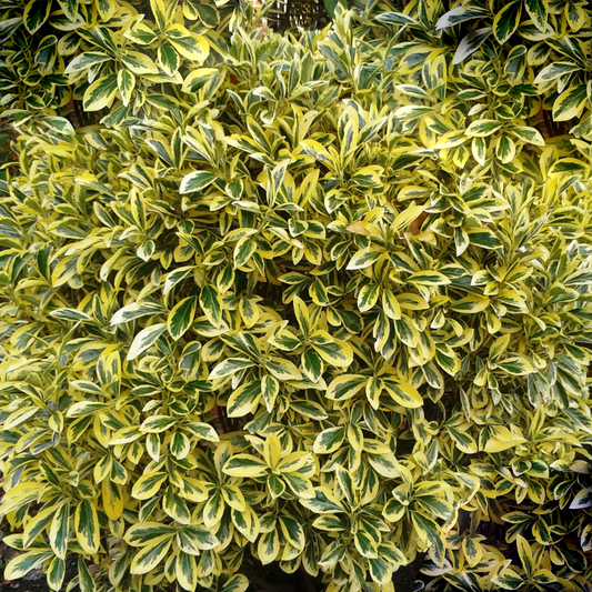 Euonymus 'Ovatus Aureus'