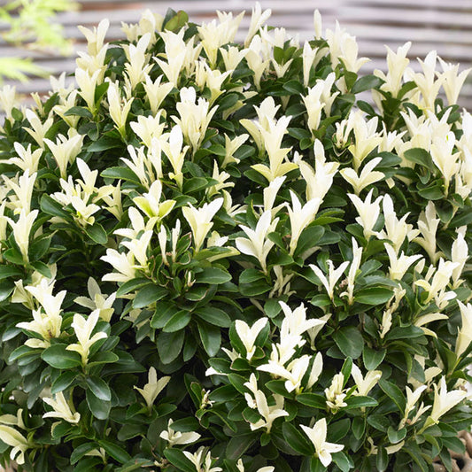 Euonymus 'Paloma Blanca'