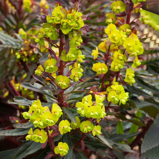 Euphorbia 'Purpurea'