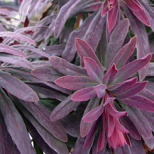 Euphorbia 'Ruby Glow'