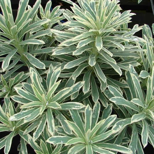 Euphorbia 'Silver Swan'