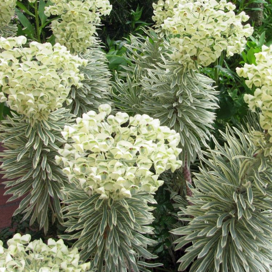 Euphorbia 'Tasmanian Tiger'